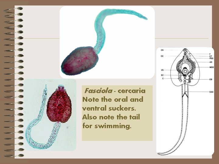 Fasciola - cercaria Note the oral and ventral suckers. Also note the tail for
