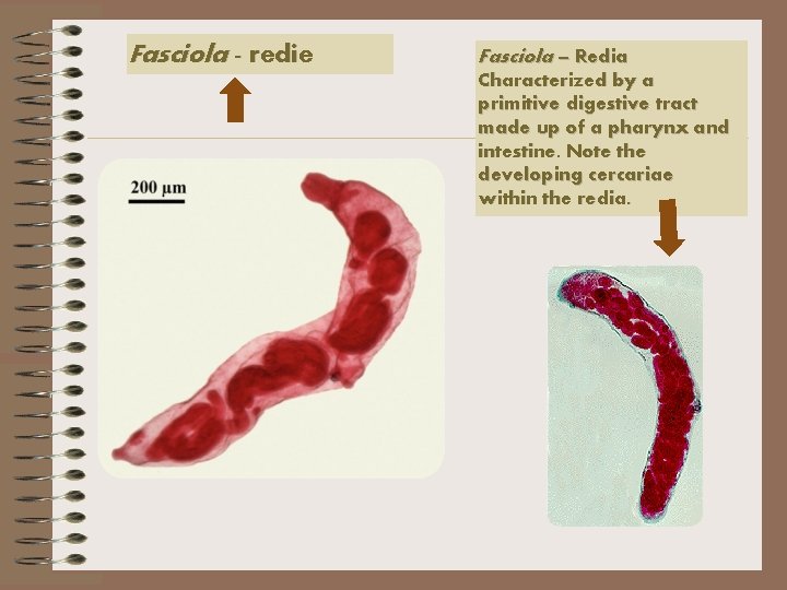 Fasciola - redie Fasciola – Redia Characterized by a primitive digestive tract made up