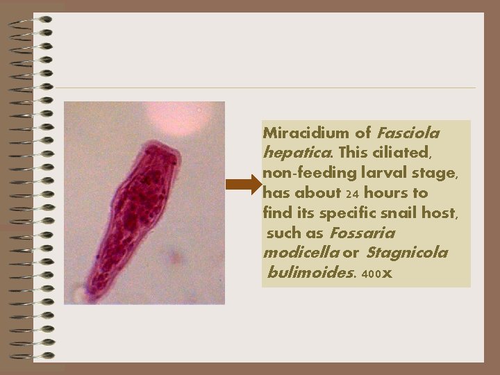 Miracidium of Fasciola hepatica. This ciliated, non-feeding larval stage, has about 24 hours to
