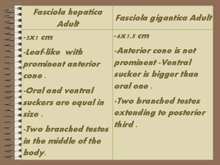 Fasciola hepatica Adult -3 x 1 cm -Leaf-like with prominent anterior cone. -Oral and