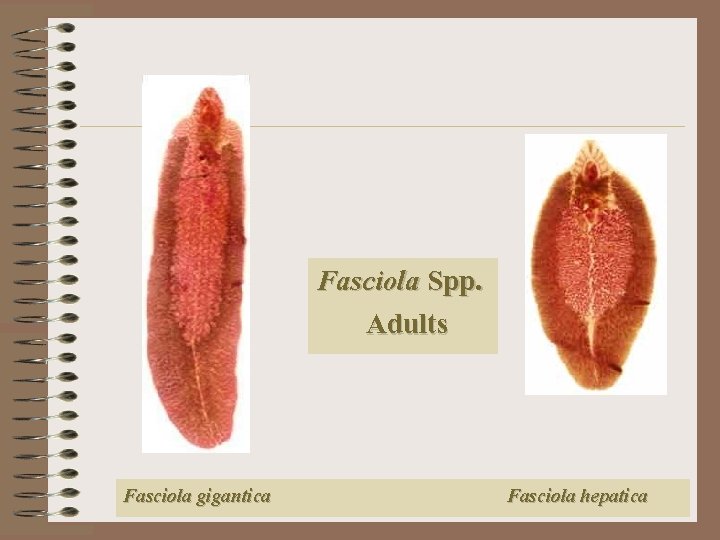 Fasciola Spp. Adults Fasciola gigantica Fasciola hepatica 