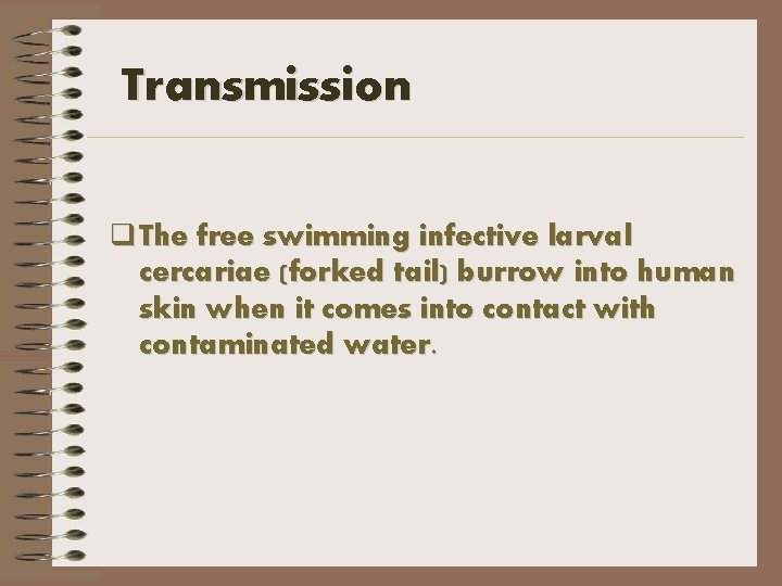 Transmission q The free swimming infective larval cercariae (forked tail) burrow into human skin