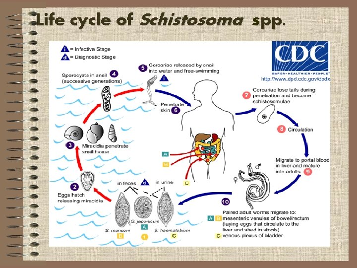 Life cycle of Schistosoma spp. 