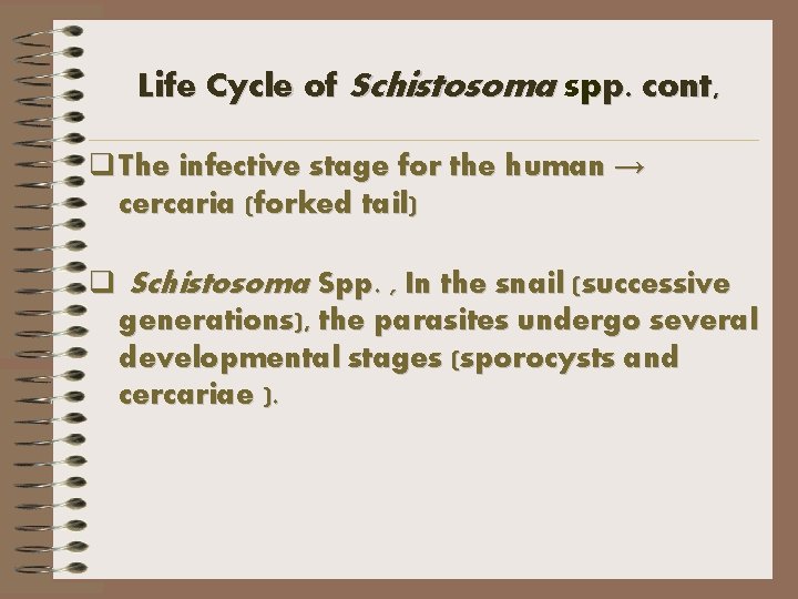 Life Cycle of Schistosoma spp. cont, q The infective stage for the human →