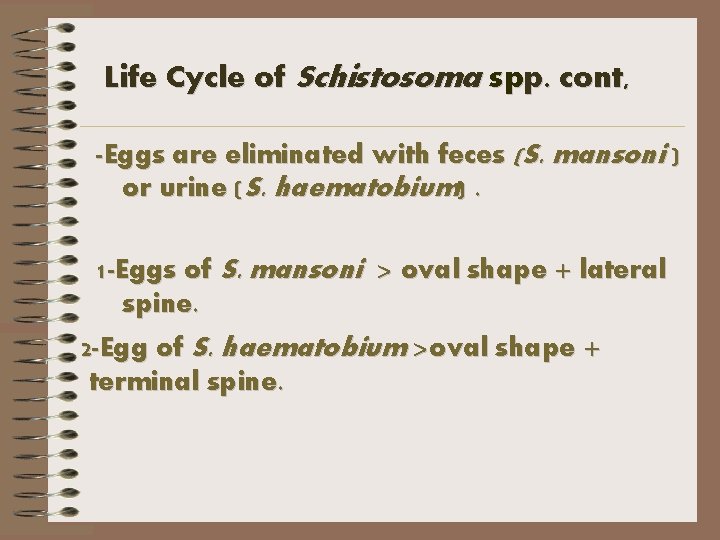 Life Cycle of Schistosoma spp. cont, -Eggs are eliminated with feces (S. mansoni )