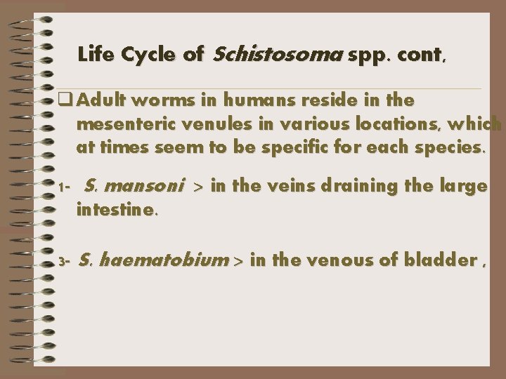 Life Cycle of Schistosoma spp. cont, q Adult worms in humans reside in the