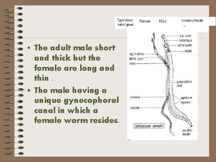  • The adult male short and thick but the female are long and