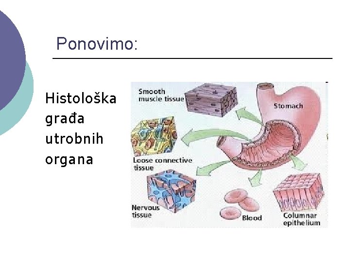 Ponovimo: Histološka građa utrobnih organa 
