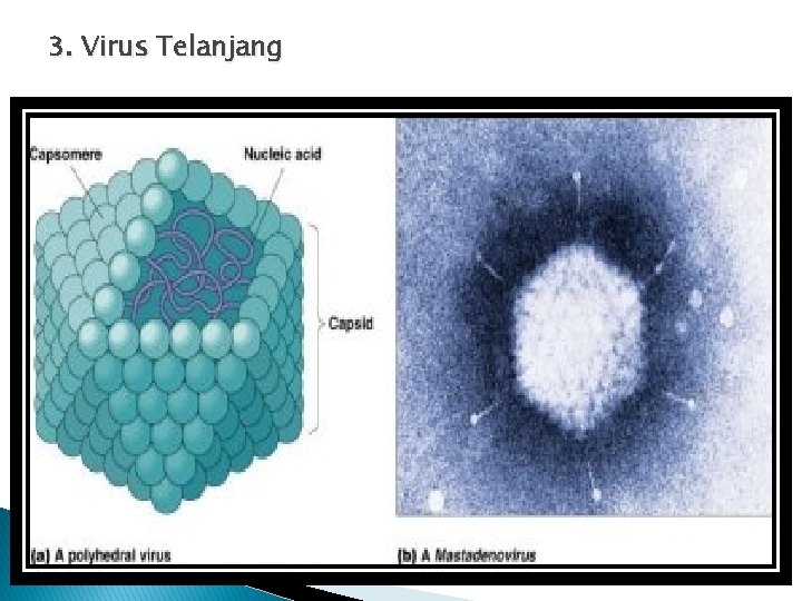 3. Virus Telanjang 3. Virus Telanjang