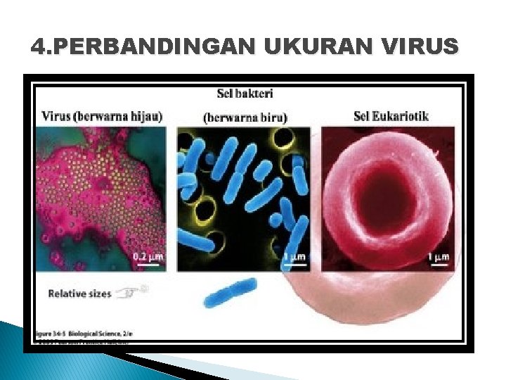 4. PERBANDINGAN UKURAN VIRUS 