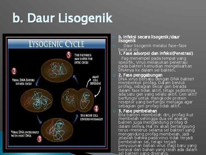 b. Daur Lisogenik � � b. Infeksi secara lisogenik/daur lisogenik Daur lisogenik melalui fase-fase