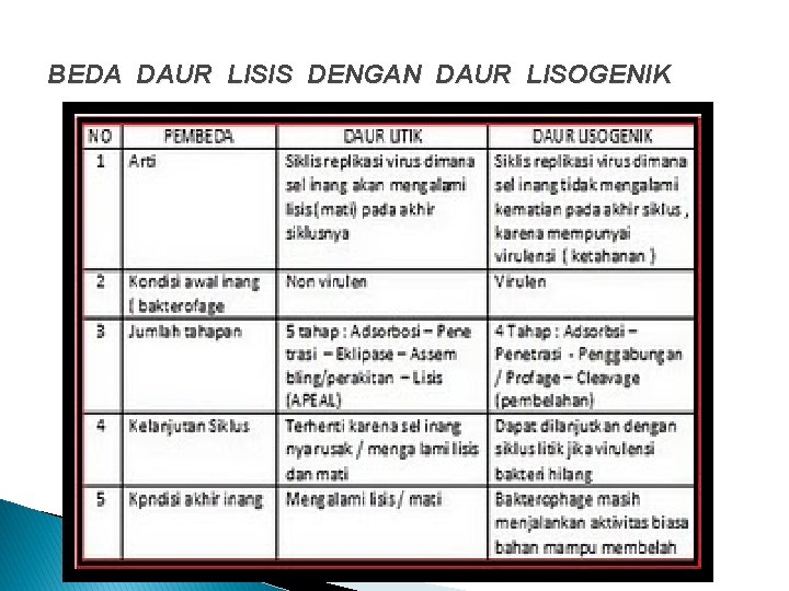 BEDA DAUR LISIS DENGAN DAUR LISOGENIK BEDA DAUR LISIS DENGAN DAUR LISOGENIK