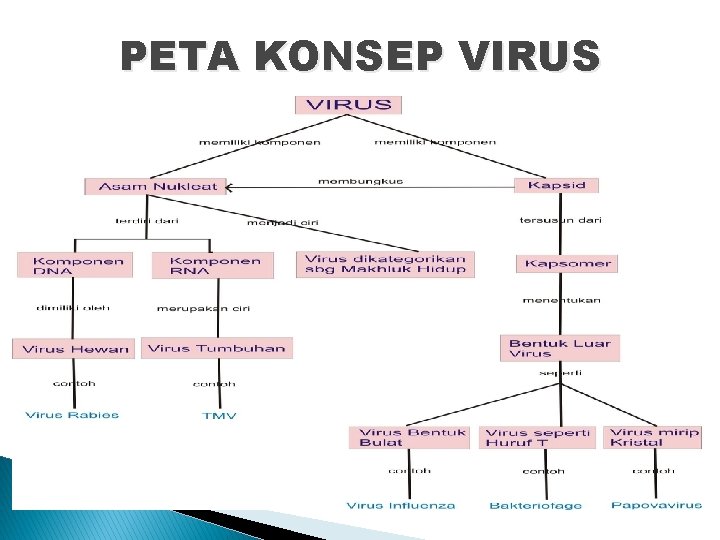 PETA KONSEP VIRUS PETA KONSEP VIRUS