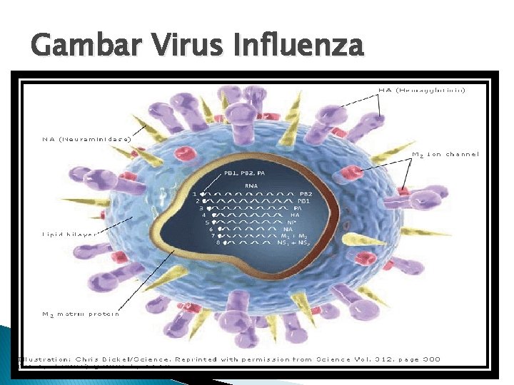 Gambar Virus Influenza 