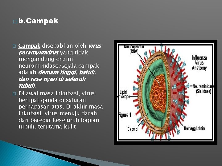 � b. Campak � Campak disebabkan oleh virus paramyxovirus yang tidak rnengandung enzim neurominidase.