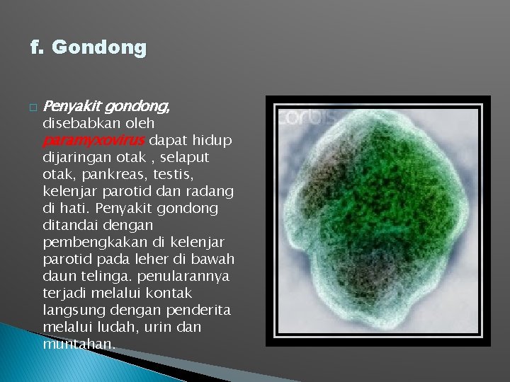 f. Gondong � Penyakit gondong, disebabkan oleh paramyxovirus dapat hidup dijaringan otak , selaput f. Gondong � Penyakit gondong, disebabkan oleh paramyxovirus dapat hidup dijaringan otak , selaput
