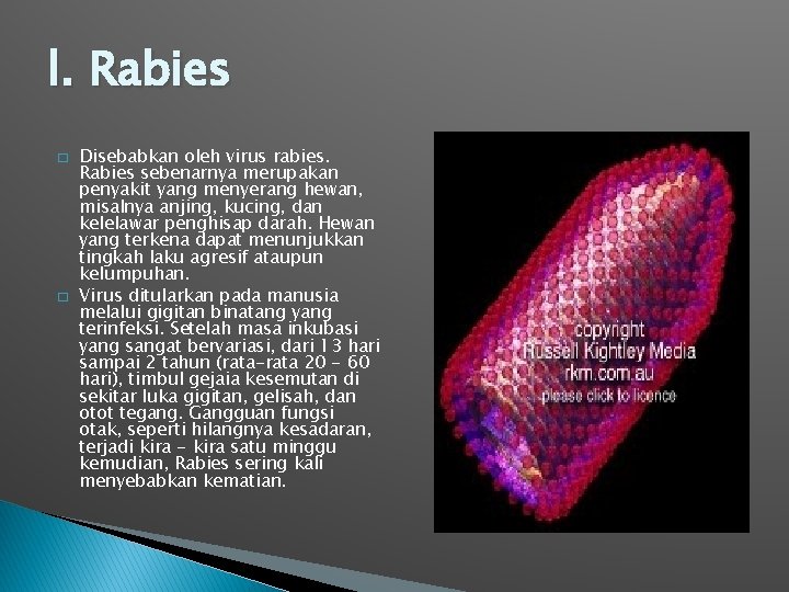 l. Rabies � � Disebabkan oleh virus rabies. Rabies sebenarnya merupakan penyakit yang menyerang