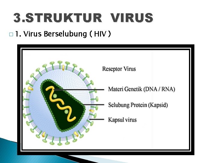 3. STRUKTUR VIRUS � 1. Virus Berselubung ( HIV ) 