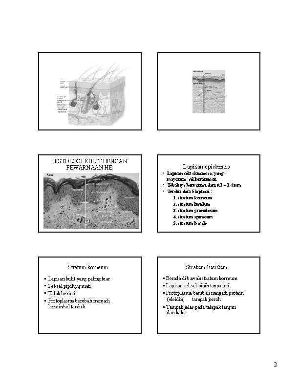 HISTOLOGI KULIT DENGAN PEWARNAAN HE Lapisan epidermis • Lapisan sel 2 skuamosa, yang mayoritas