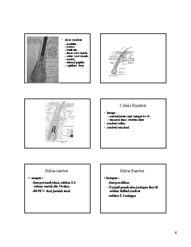  • akar rambut: – – – – medulla, kortex, kutikula, inner root sheath,