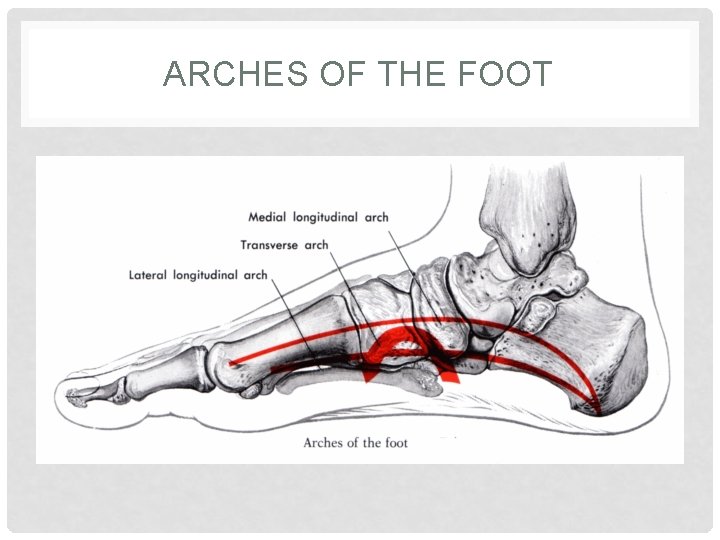 ARCHES OF THE FOOT 