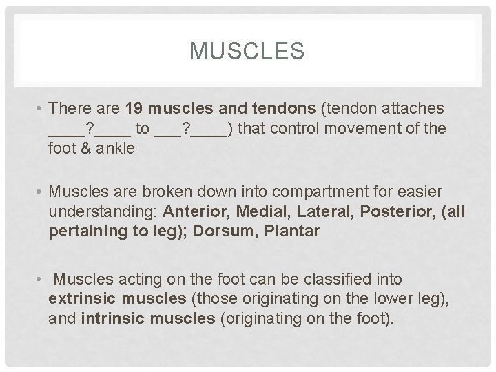 MUSCLES • There are 19 muscles and tendons (tendon attaches ____? ____ to ___?