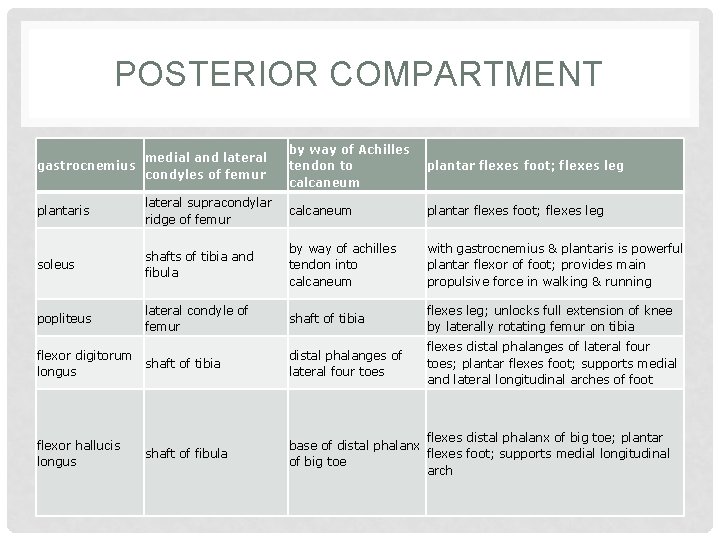 POSTERIOR COMPARTMENT medial and lateral gastrocnemius condyles of femur by way of Achilles tendon