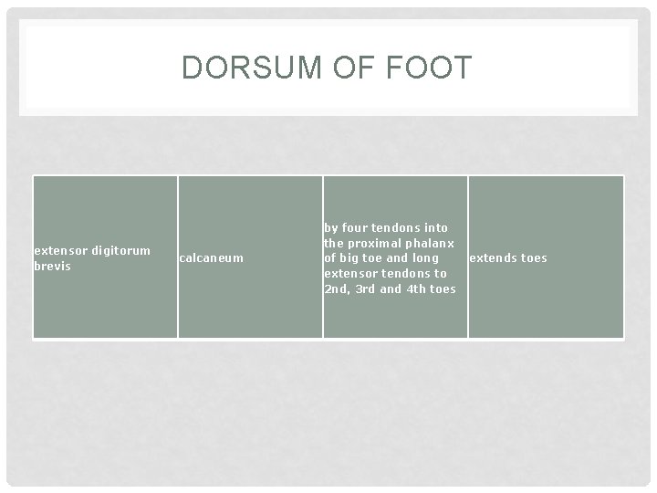 DORSUM OF FOOT extensor digitorum brevis calcaneum by four tendons into the proximal phalanx