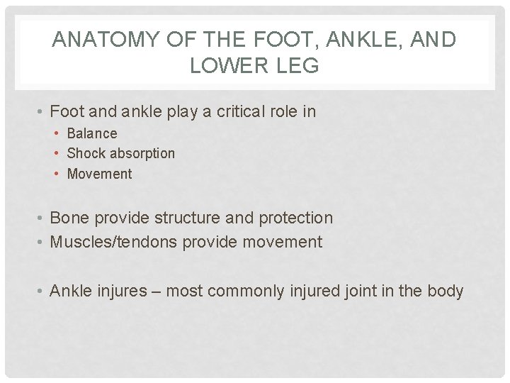 ANATOMY OF THE FOOT, ANKLE, AND LOWER LEG • Foot and ankle play a