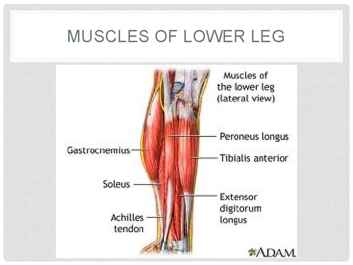 MUSCLES OF LOWER LEG 