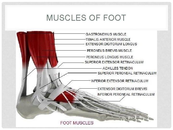 MUSCLES OF FOOT 