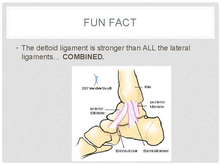 FUN FACT • The deltoid ligament is stronger than ALL the lateral ligaments… COMBINED.