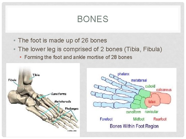 BONES • The foot is made up of 26 bones • The lower leg