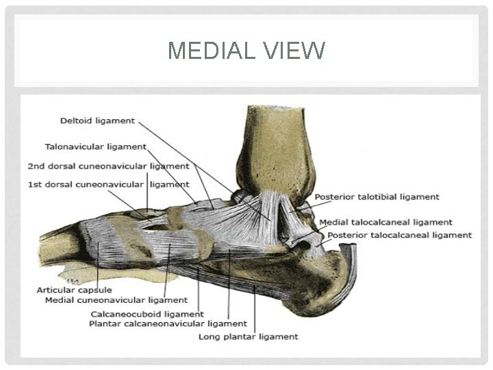 MEDIAL VIEW 