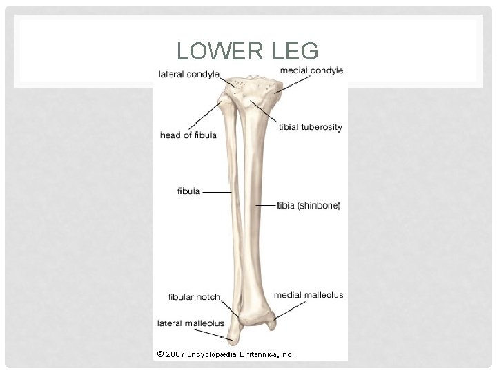 LOWER LEG 