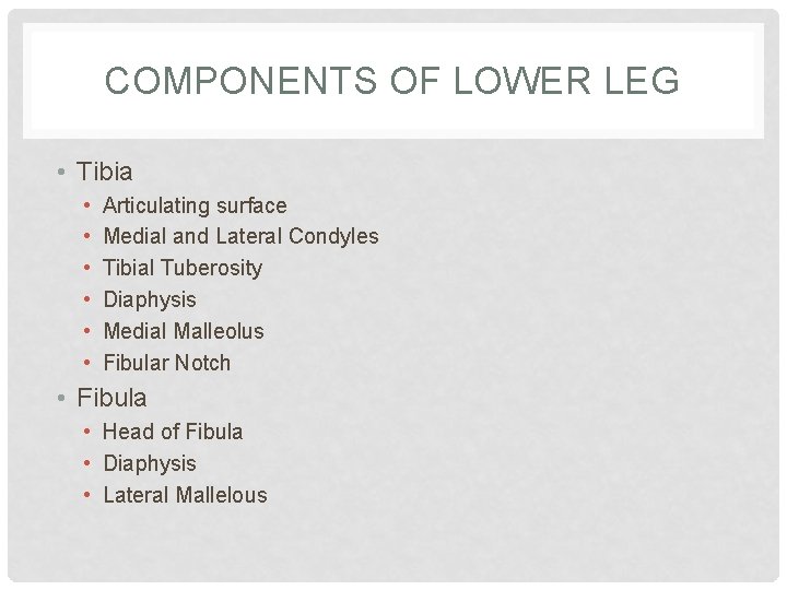 COMPONENTS OF LOWER LEG • Tibia • • • Articulating surface Medial and Lateral