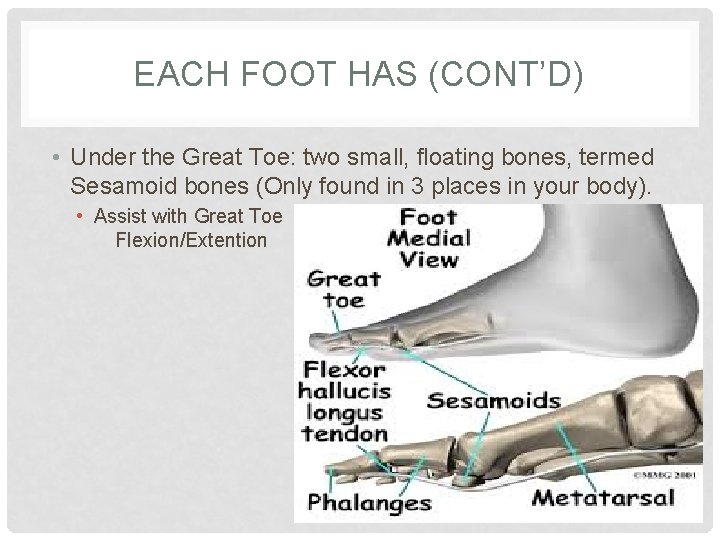 EACH FOOT HAS (CONT’D) • Under the Great Toe: two small, floating bones, termed