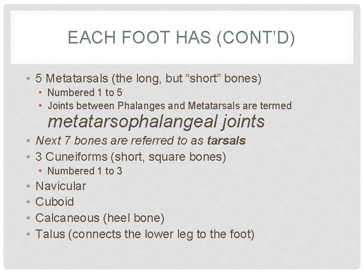 EACH FOOT HAS (CONT’D) • 5 Metatarsals (the long, but “short” bones) • Numbered