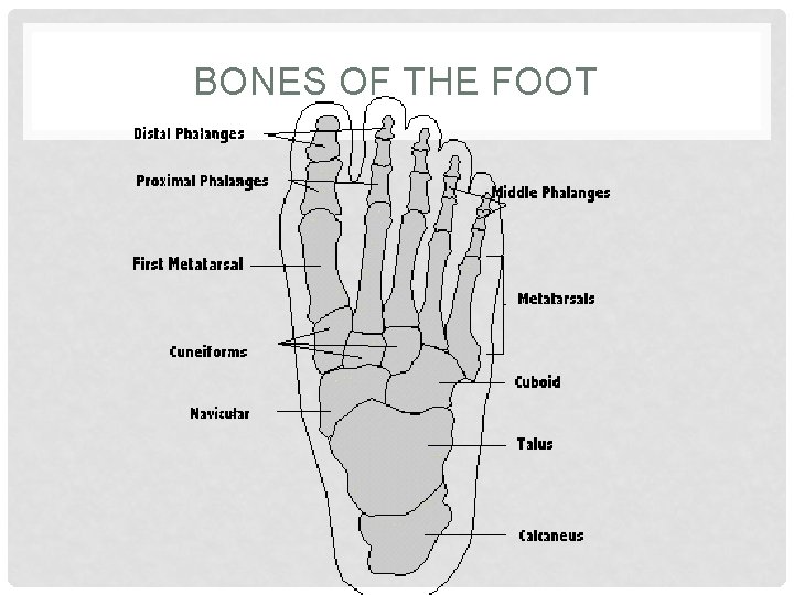 BONES OF THE FOOT 