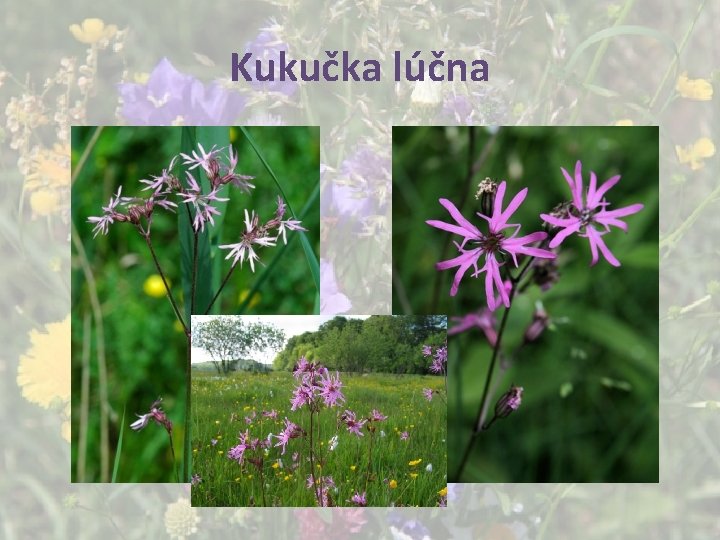 Kukučka lúčna 