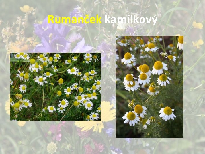 Rumanček kamilkový Rumanček kamilkový