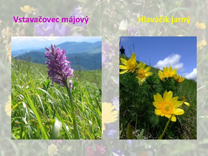 Vstavačovec májový Hlaváčik jarný Vstavačovec májový Hlaváčik jarný