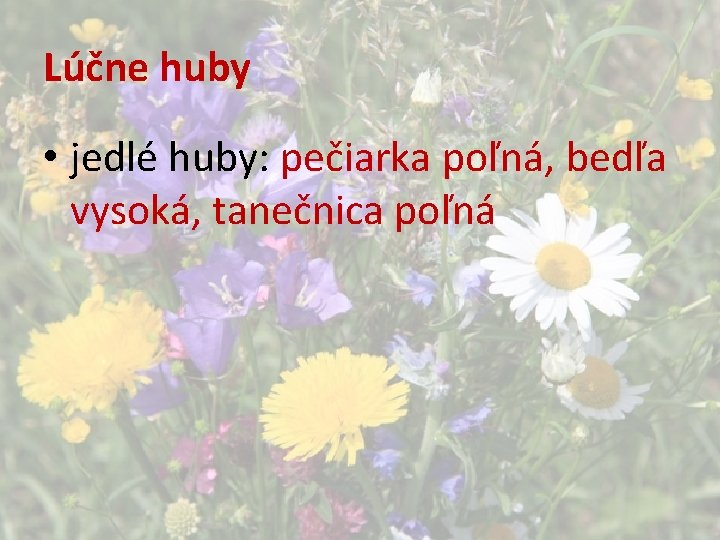 Lúčne huby • jedlé huby: pečiarka poľná, bedľa vysoká, tanečnica poľná 