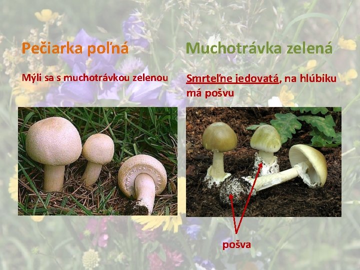 Pečiarka poľná Muchotrávka zelená Mýli sa s muchotrávkou zelenou Smrteľne jedovatá, na hlúbiku má