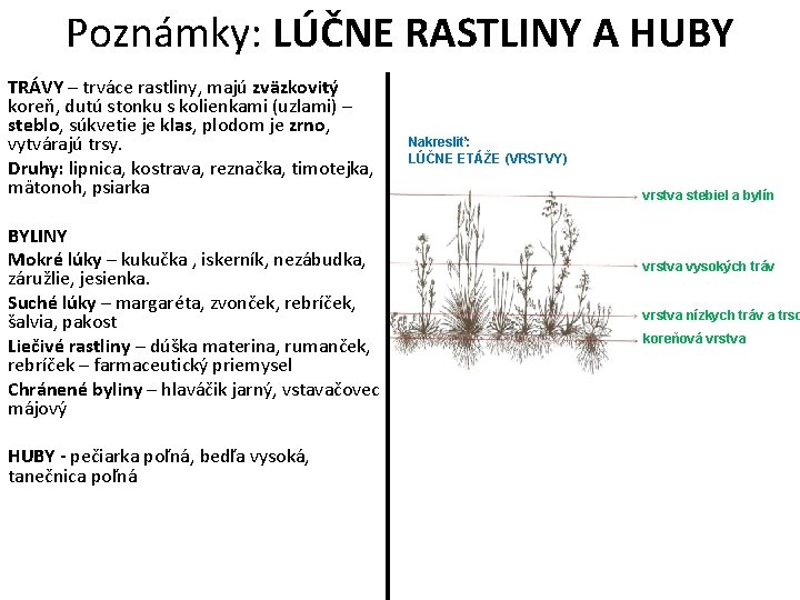 Poznámky: LÚČNE RASTLINY A HUBY TRÁVY – trváce rastliny, majú zväzkovitý koreň, dutú stonku