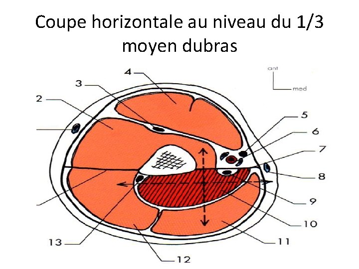 Coupe horizontale au niveau du 1/3 moyen dubras 