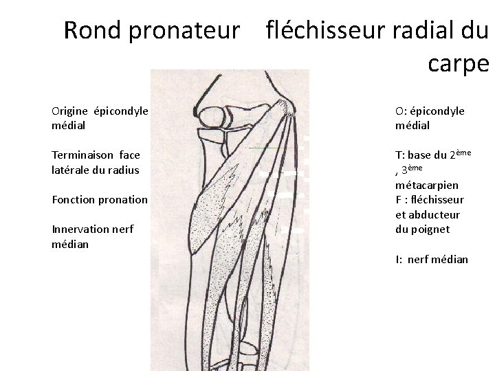 Rond pronateur fléchisseur radial du carpe Origine épicondyle médial O: épicondyle médial Terminaison face