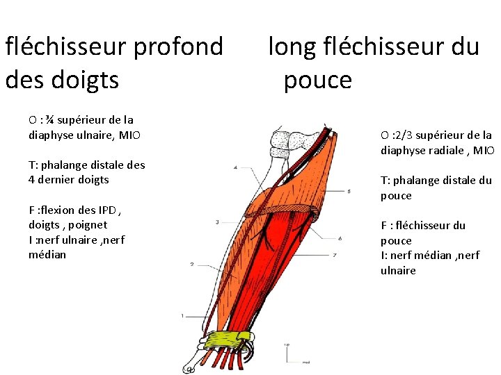 fléchisseur profond des doigts O : ¾ supérieur de la diaphyse ulnaire, MIO T: