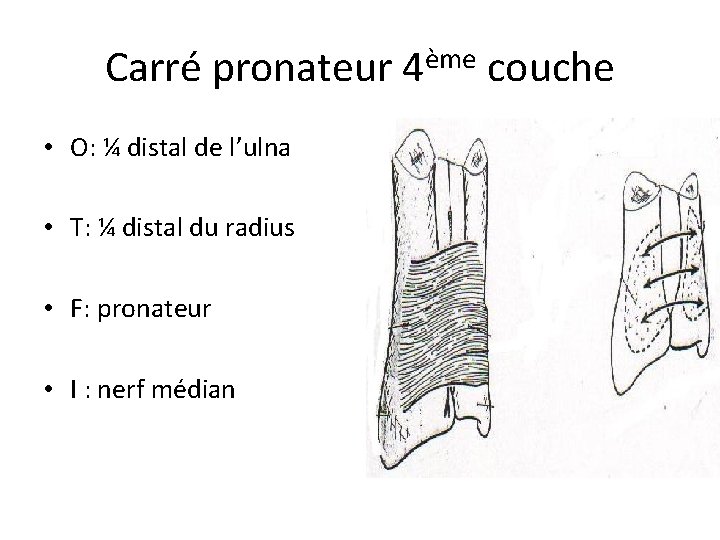 Carré pronateur 4ème couche • O: ¼ distal de l’ulna • T: ¼ distal