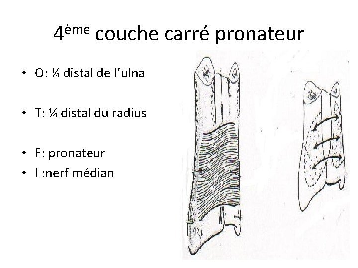 4ème couche carré pronateur • O: ¼ distal de l’ulna • T: ¼ distal